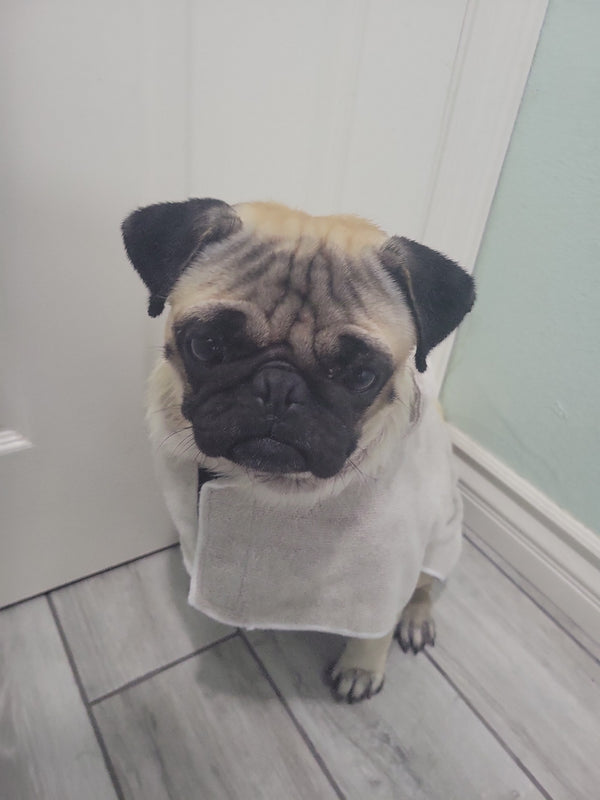 Pancho